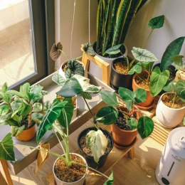 plants by a window