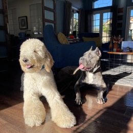 two dogs in a naturally lit room